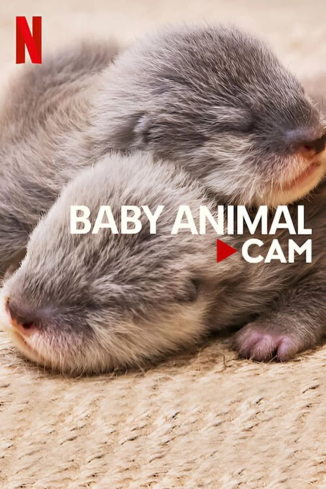 Động vật bé cưng trên camera Baby Animal Cam